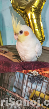 ১ জোড়া কোকাটেল পাখি